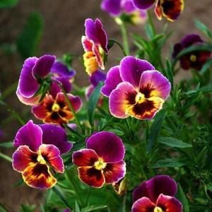 Meet your Posher, Pamela